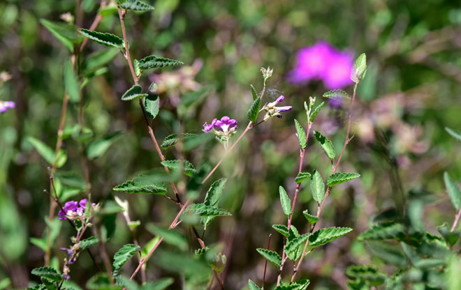 Melochia tomentosa, Teabush